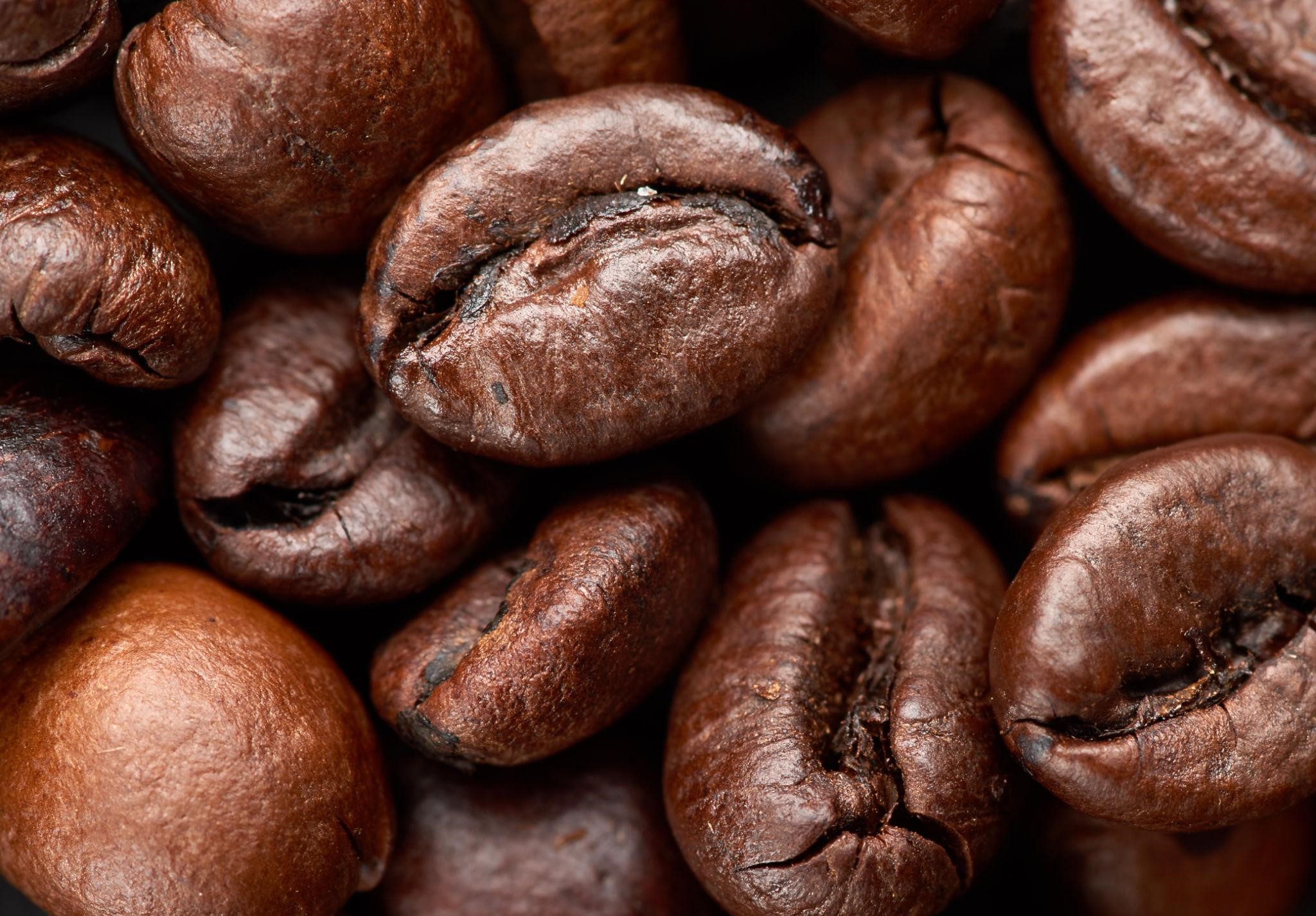 Robusta